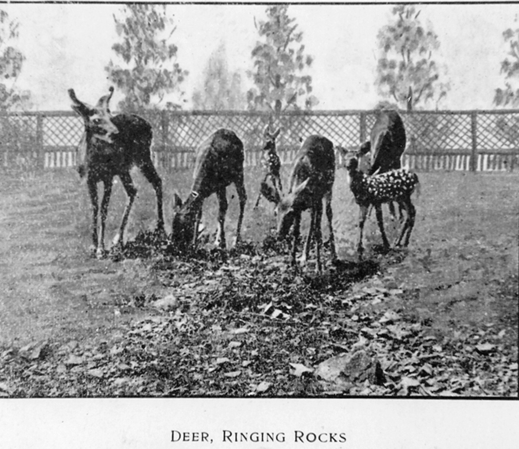 Deer at Ringing Rocks Park